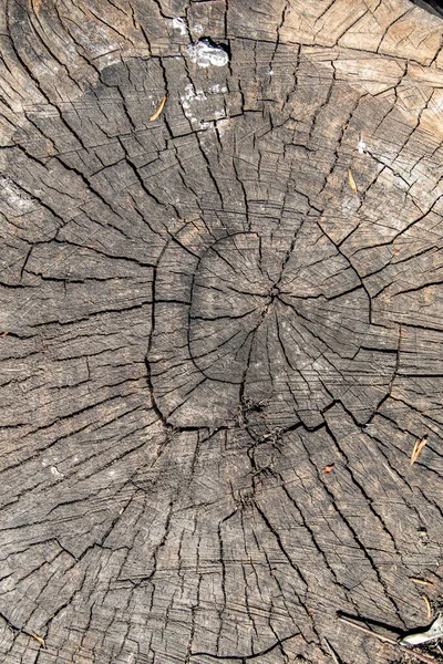 Struttura Sfondo Vecchio Albero Ceppo — Foto Stock