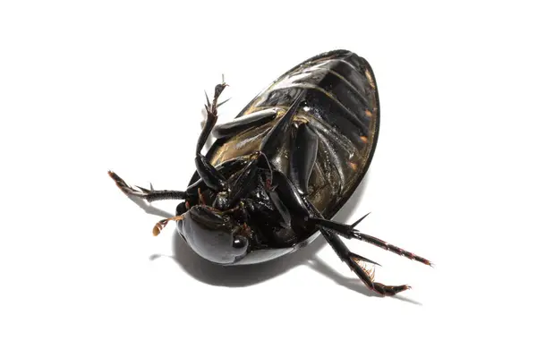 蟑螂甲虫在白色背景上被隔离 — 图库照片