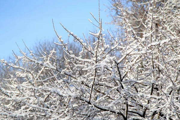 Winterlandschap Het Park Een Heldere Zonnige Dag Takken Sneeuw — Stockfoto