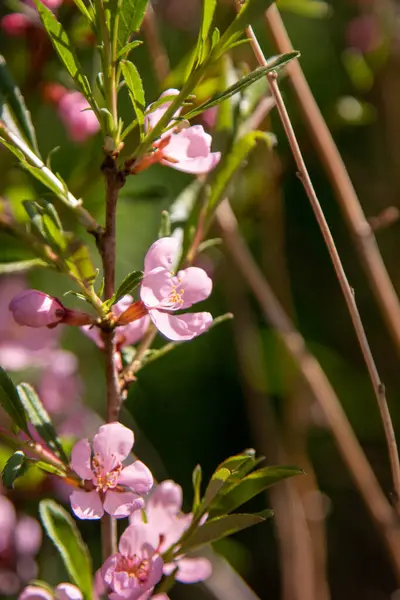 Fleurs Cerisier Rose Vif Dans Feuillage Vert Des Arbres Nature — Photo