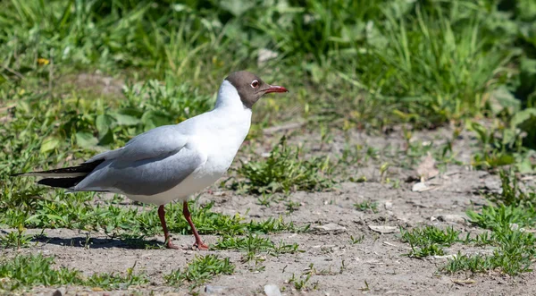 Gaivota Cabeça Preta Senta Chão Close Natureza — Fotografia de Stock