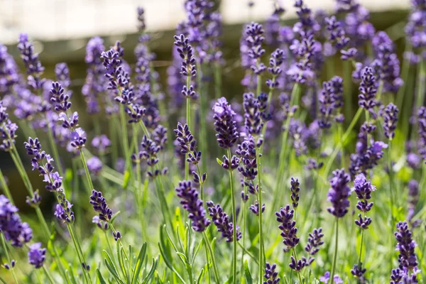 Giardino con la fiorente lavanda — Foto Stock