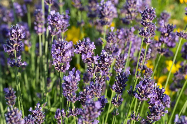 Jardim com a lavanda florescente — Fotografia de Stock