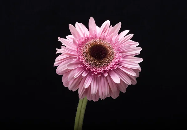 Detail květu gerbera — Stock fotografie