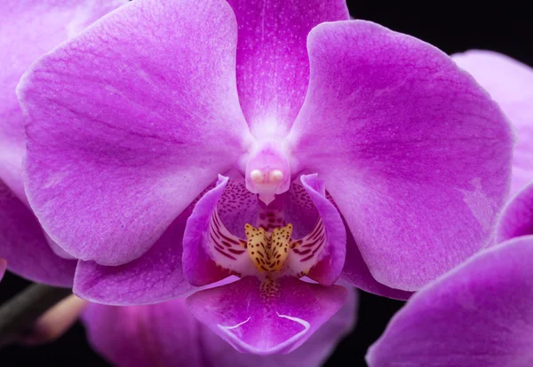 Pink streaked orchid flower, isolated on black background — Stock Photo, Image