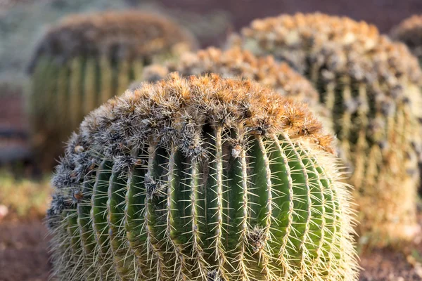 Echinocactus grusonii, popularmente conhecido como o Golden Barrel Cactus , — Fotografia de Stock