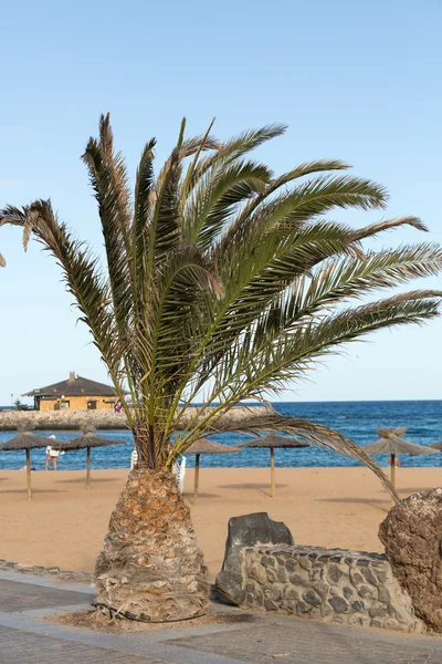 Een afbeelding van palmboom in de zonnige blauwe hemel — Stockfoto