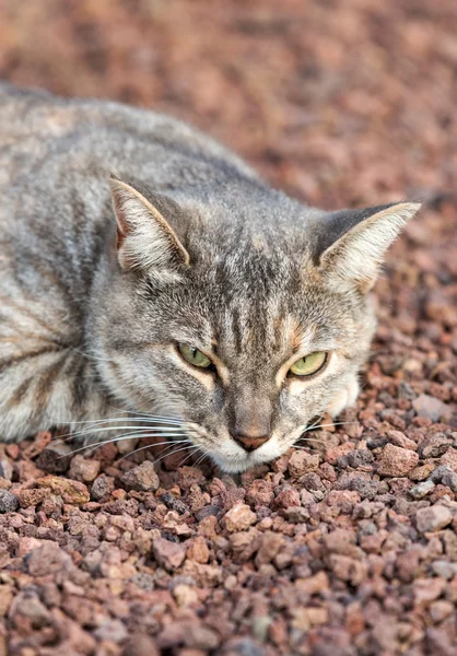 Un beau chat domestique dehors dans le jardin — Photo