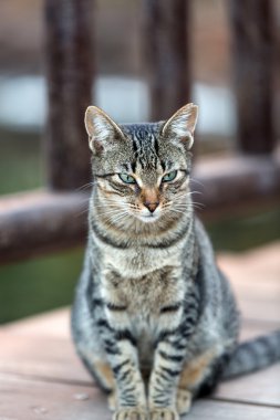 Bahçe dışında bir güzel Gri kedi
