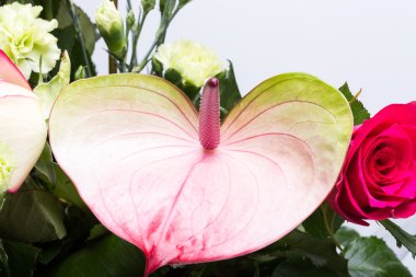 güzel buket taze kırmızı güller ve Antoryum