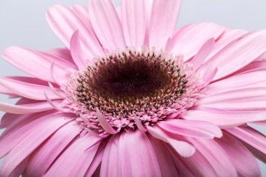 Pembe Gerbera çiçeğine yaklaş.