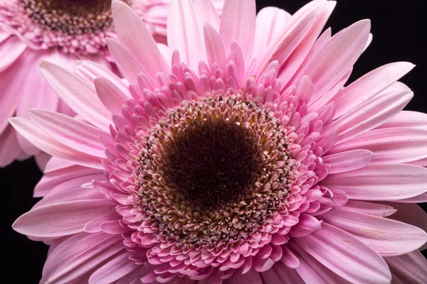 Primer plano de flor de gerberas rosa — Foto de Stock