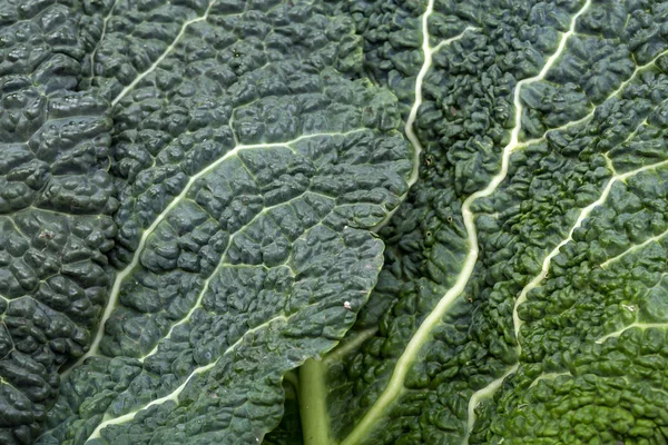 Folha de couve lombarda fresca como textura — Fotografia de Stock