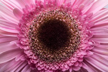 Pembe Gerbera çiçeğine yaklaş.