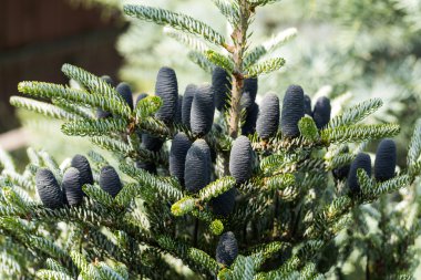 Koreli firavunun konileri - Abies koreana 