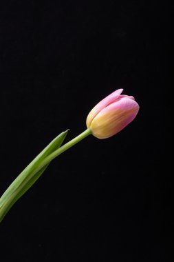  taze bahar Pembe Lale çiçek