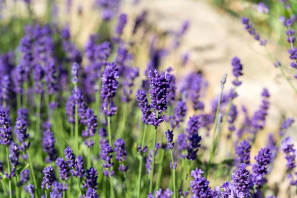 Gärten mit dem blühenden Lavendel — Stockfoto