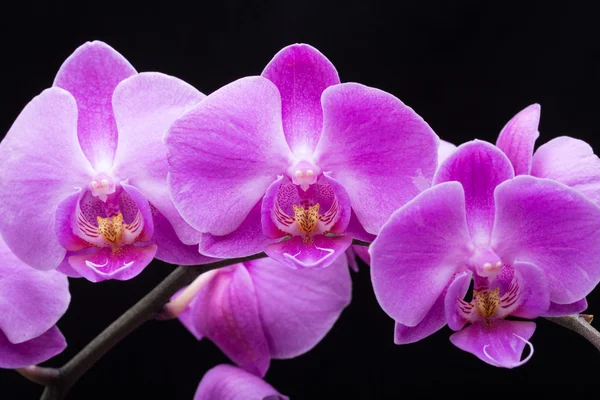 Pink streaked orchid flower, isolated on black background — Stock Photo, Image