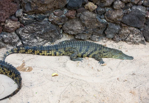 Um perigoso crocodilo em Oasis Park em Fuerteventura, Canary Island — Fotografia de Stock