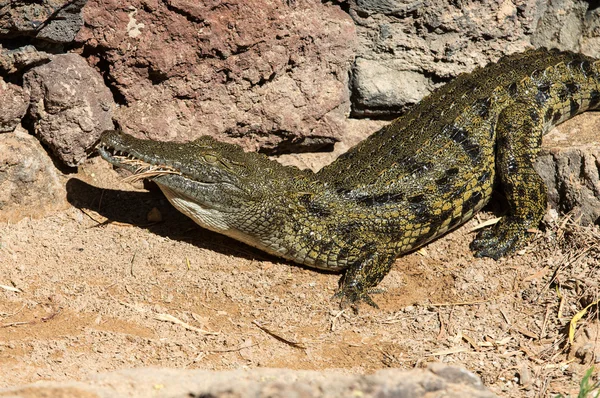 危险的鳄鱼，在加那利群岛富埃特文图拉绿洲公园 — 图库照片
