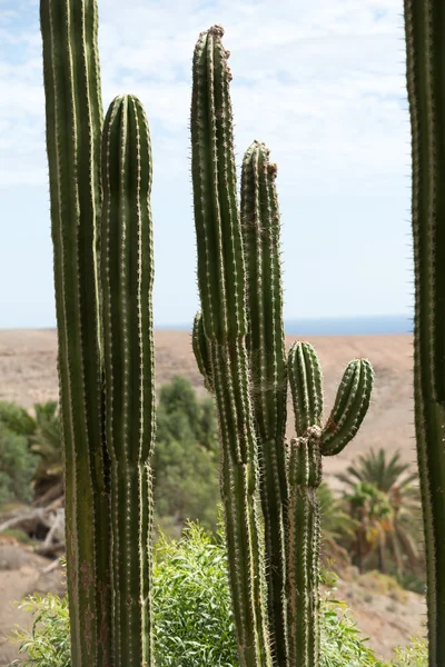 Pachycereus cactus на Фуэртевентуре, Канарские острова, Испания — стоковое фото