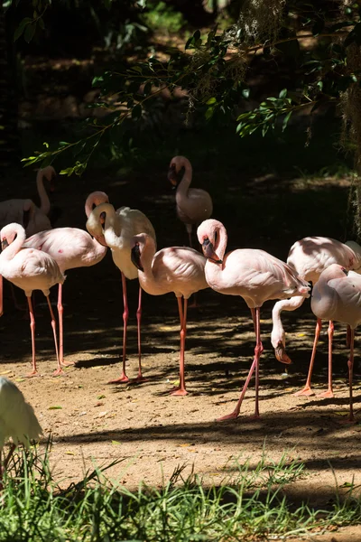Nice pink big bird Greater Flamingo, Phoenicopterus ruber — Stock Photo, Image