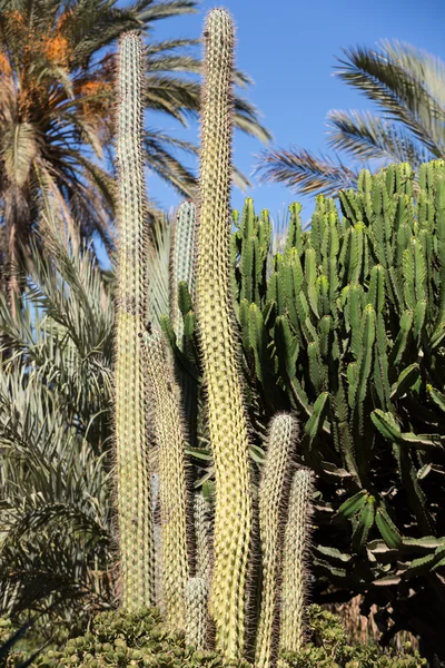 Cactus gigantes en Fuerteventura, Islas Canarias, España — Foto de Stock