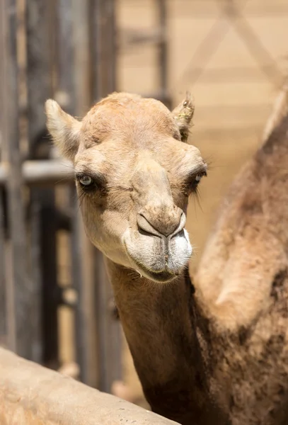 The portrait of Camels on the farm — Stock Photo, Image