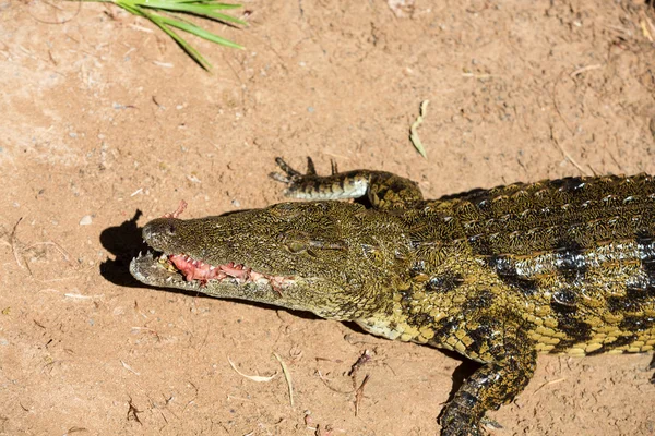 Um perigoso crocodilo em Oasis Park em Fuerteventura, Canary Island — Fotografia de Stock