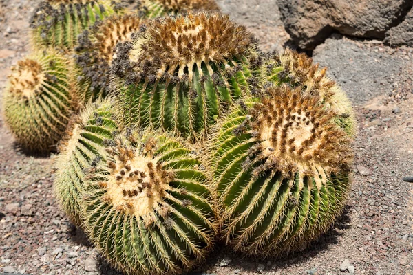 Echinocactus grusonii, popularmente conocido como el Cactus de barril de oro, bola de oro o, curiosamente, cojín de la suegra , — Foto de Stock