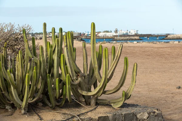 Pachycereus cactus на Фуэртевентуре, Канарские острова, Испания — стоковое фото