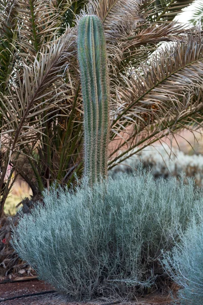 Belles plantes succulentes de cactus dans le jardin — Photo