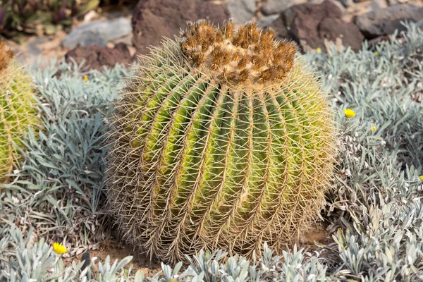 Echinocactus grusonii, popularmente conocido como el Cactus de barril de oro, bola de oro o, curiosamente, cojín de la suegra , —  Fotos de Stock