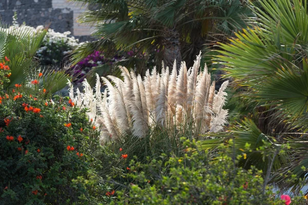 Cortaderia selloana lub pampasów trawa wiejący wiatr — Zdjęcie stockowe