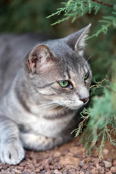 Un hermoso gato gris afuera en el jardín —  Fotos de Stock
