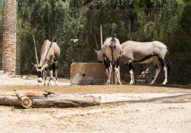  Gemsbok, Oryx gazella, baskın Gemsbok antilop