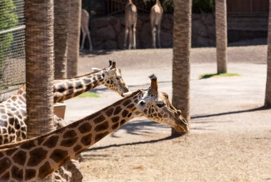 Zürafalar Hayvanat Bahçesi safari Park