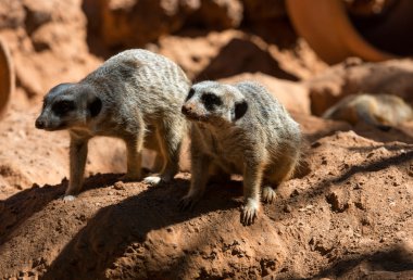 Meerkat Muhafız (Suricata suricatta standları) 
