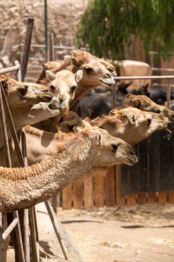 Çiftlikte deve sürüsü