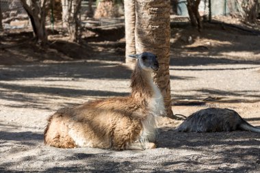 Lama kuru padok safari Hayvanat Bahçesi Parkı