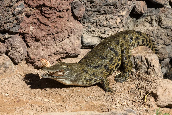 En farlig krokodil i Oasis Park på Fuerteventura, Kanarieöarna — Stockfoto