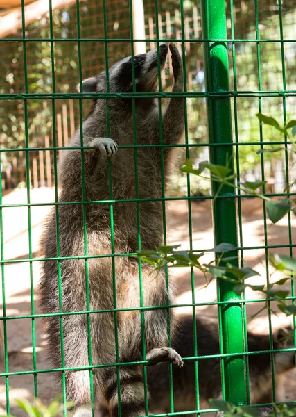 Wasbeer in een kooi in de dierentuin — Stockfoto