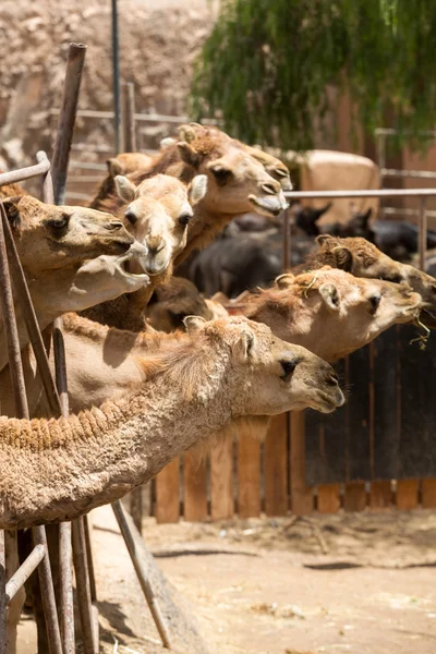 The herd of Camels on the farm — Stock Photo, Image