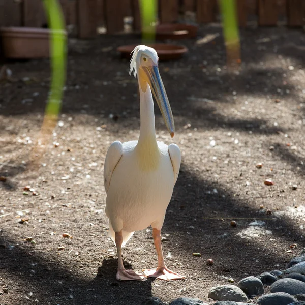 Vit Pelikan (Pelecanus onocrotalus) även känd som östra vit Pelikan, rosiga Pelican eller vit Pelikanen är en fågel i familjen pelican — Stockfoto