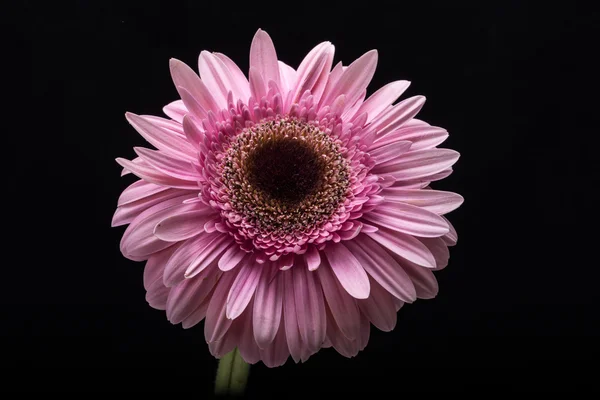 Close-up van roze gerbera bloem — Stockfoto