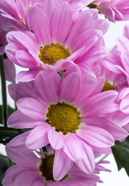 Close up of the pink chrysanthemum flowers — Stock Photo, Image