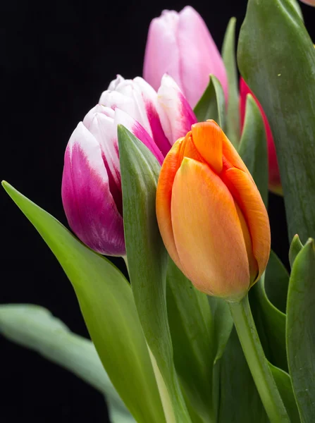 Bukiet świeżych wiosennych kwiatów tulipanów — Zdjęcie stockowe