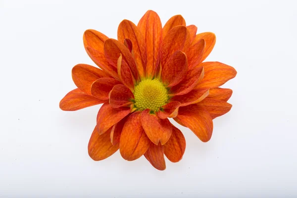 Flor de crisantemo naranja joven aislada en blanco —  Fotos de Stock