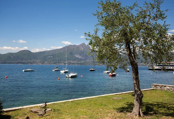 Oever van het Gardameer in het dorp van Torri del Benaco in Italië — Stockfoto