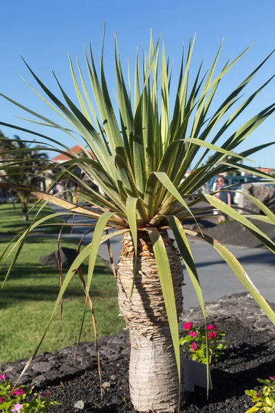 Agawy w ogrodzie. Fuerteventura, Wyspy Kanaryjskie, Hiszpania — Zdjęcie stockowe